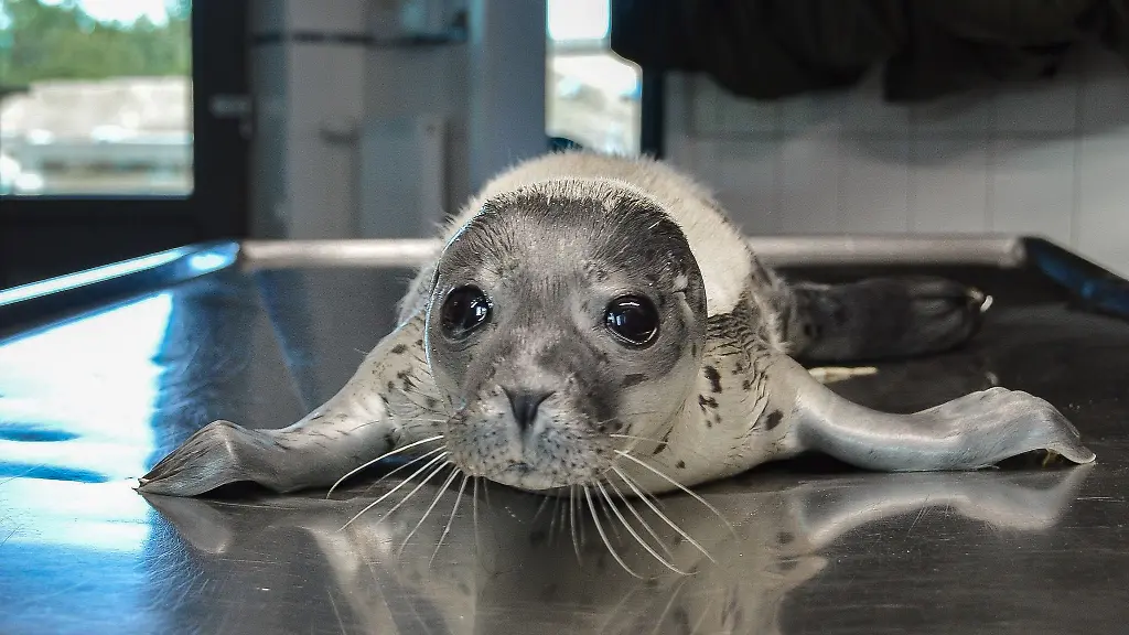 Die-kleine-Ariel-ist-der-erste-Seehundheuler-der-diesjaehrigen-Geburtensaison