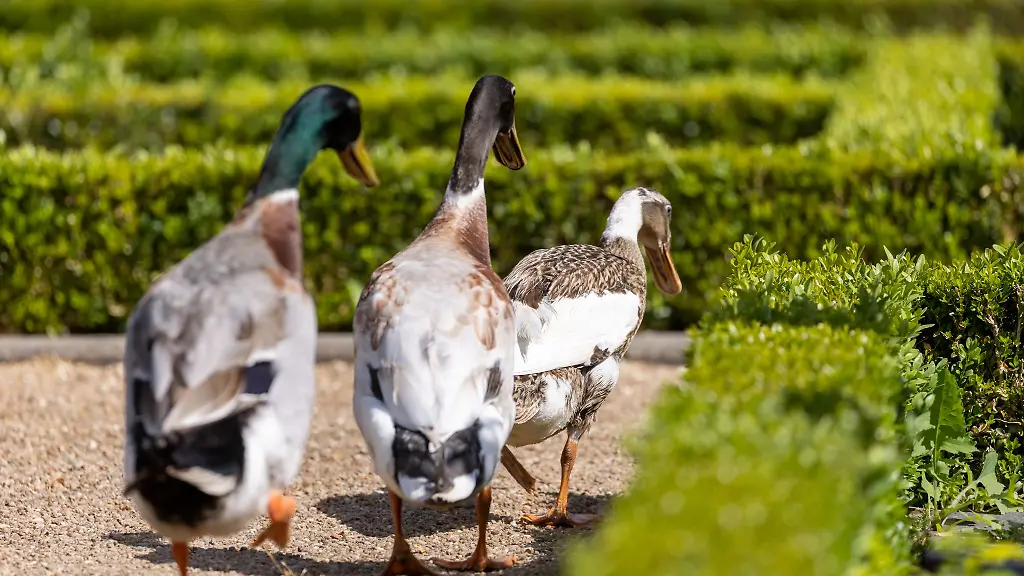 Langfinger-nehmen-Laufenten-mit-Im-Wartburgkreis-haben-Unbekannte-vier-Laufenten-und-deren-Eier-gestohlen
