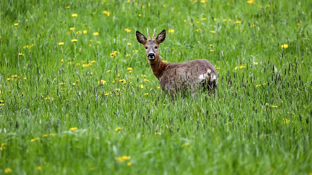 Im-Bayerischen-Waldgesetz-ist-der-Grundsatz-Wald-vor-Wild-verankert-Der-Bayerische-Jagdverband-BJV-fordert-eine-Aenderung-Wald-und-Wild-muessten-als-gleichwertige-Schutzgueter-angesehen-werden