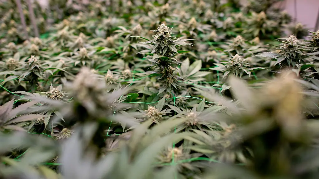 Die-Plantage-flog-auf-weil-Mitarbeiter-eines-Netzbetreibers-entdeckten-dass-dafuer-von-einem-Trafohaeuschen-Strom-abgezweigt-wurde