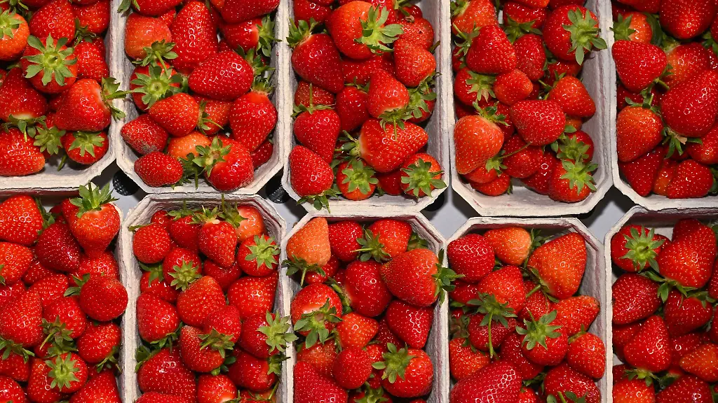 Die-Anbauflaeche-fuer-Erdbeeren-geht-laut-Gartenbauverband-in-Brandenburg-weiter-zurueck