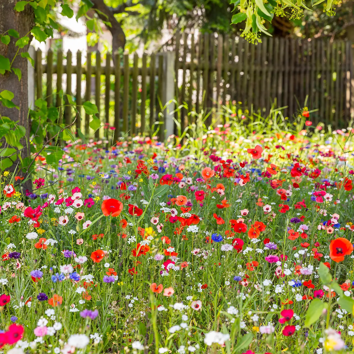 Naturnaher Garten: Statt Rasen: In drei Schritten zur bunten Blumenwiese -  ntv.de