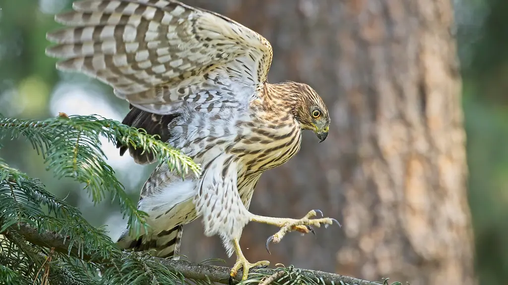 Der-Rundschwanzhabicht-Accipiter-cooperii-ueberwintert-gerne-in-Staedten-und-macht-sich-die-Umgebung-hier-einer-Studie-zufolge-zunutze