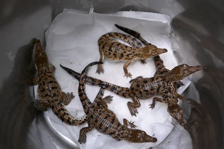 2025-05-19T110743Z-1582300153-RC2L2EALSXRT-RTRMADP-3-VENEZUELA-ORINOCO-CROCODILES