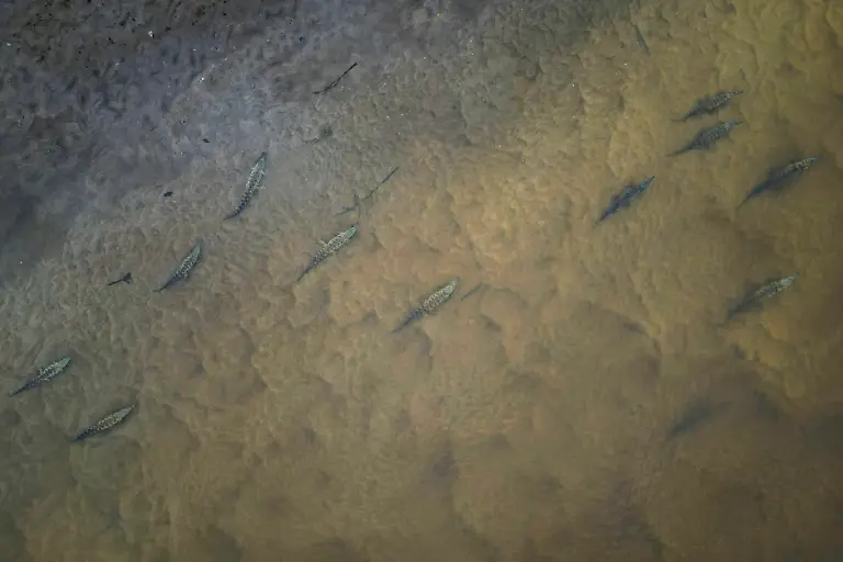 2025-05-19T110804Z-819508928-RC294EALYA1B-RTRMADP-3-VENEZUELA-ORINOCO-CROCODILES