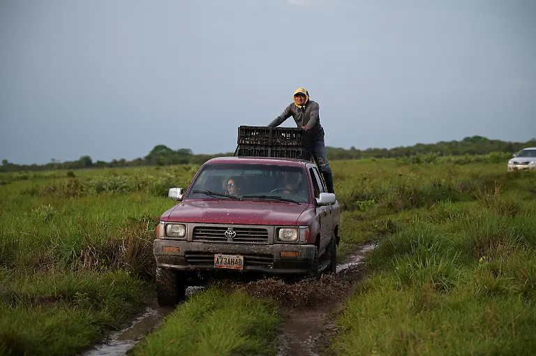 2025-05-19T110746Z-1233535014-RC2X3EAUODG4-RTRMADP-3-VENEZUELA-ORINOCO-CROCODILES