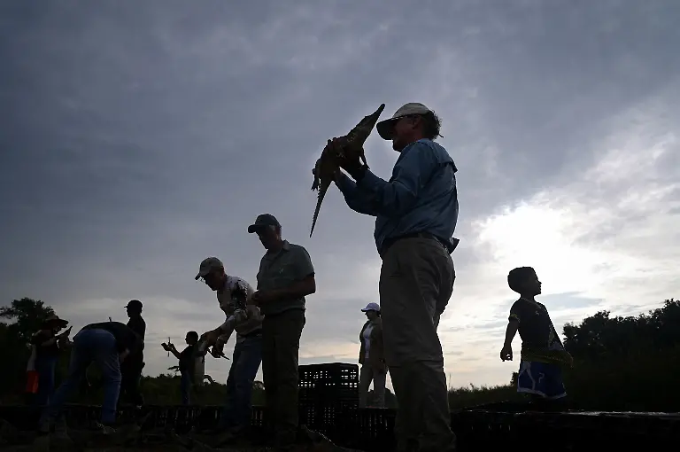 2025-05-19T110730Z-1458630144-RC2C4EAAPS49-RTRMADP-3-VENEZUELA-ORINOCO-CROCODILES