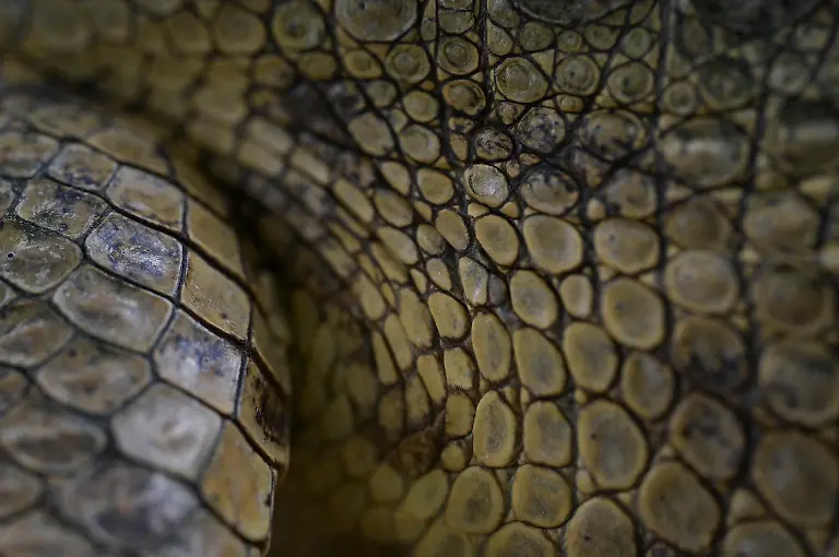 2025-05-19T110731Z-1233317564-RC2K2EACC8QR-RTRMADP-3-VENEZUELA-ORINOCO-CROCODILES