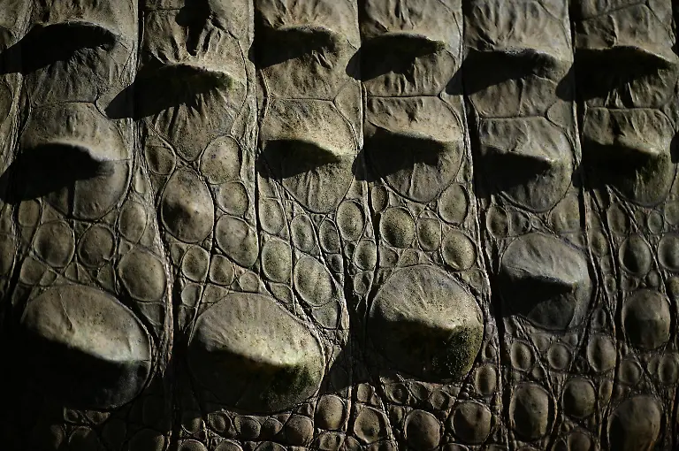 2025-05-19T110746Z-727175684-RC293EAD119U-RTRMADP-3-VENEZUELA-ORINOCO-CROCODILES