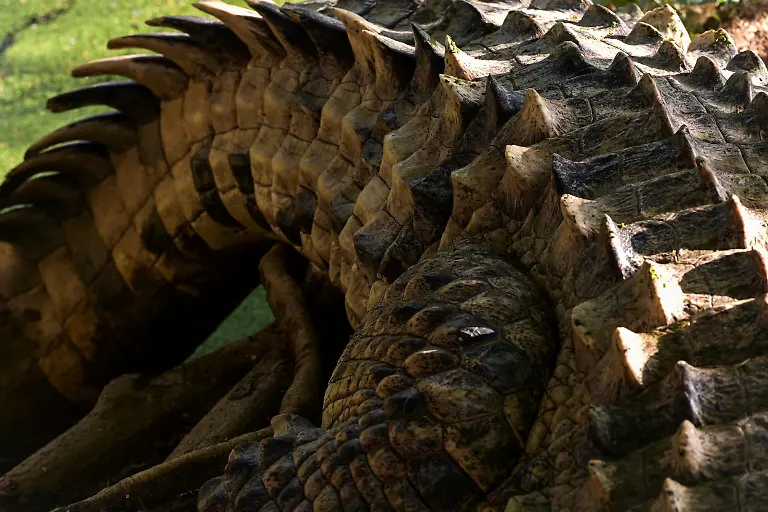 2025-05-19T110732Z-1632533537-RC293EAM4S9N-RTRMADP-3-VENEZUELA-ORINOCO-CROCODILES