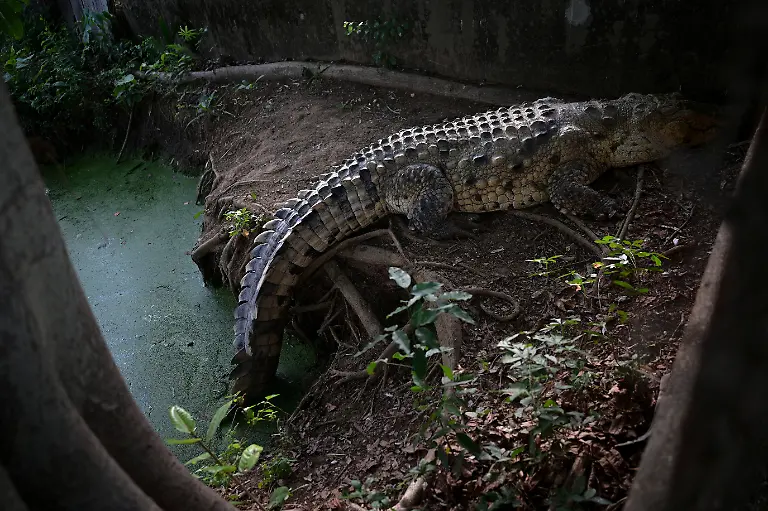 2025-05-19T110727Z-1336034623-RC2GIEA9YCAZ-RTRMADP-3-VENEZUELA-ORINOCO-CROCODILES