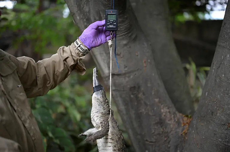 2025-05-19T110738Z-131153180-RC2K2EAL7KZD-RTRMADP-3-VENEZUELA-ORINOCO-CROCODILES