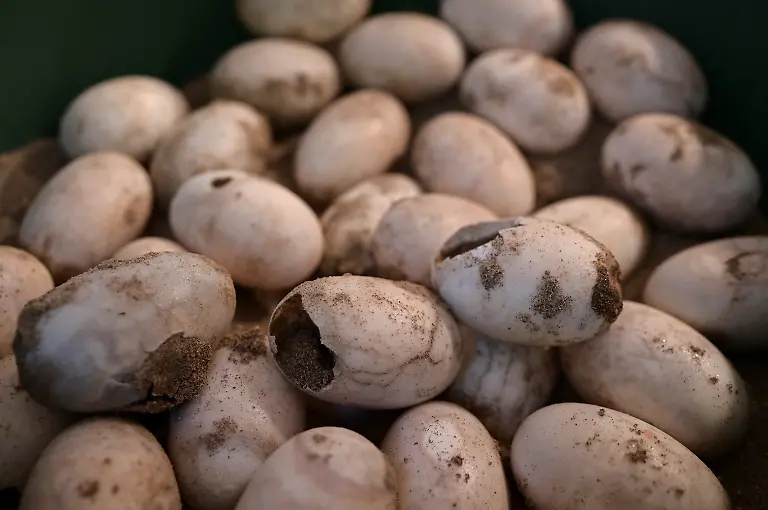 2025-05-19T110734Z-1954021050-RC2L2EARLG7O-RTRMADP-3-VENEZUELA-ORINOCO-CROCODILES