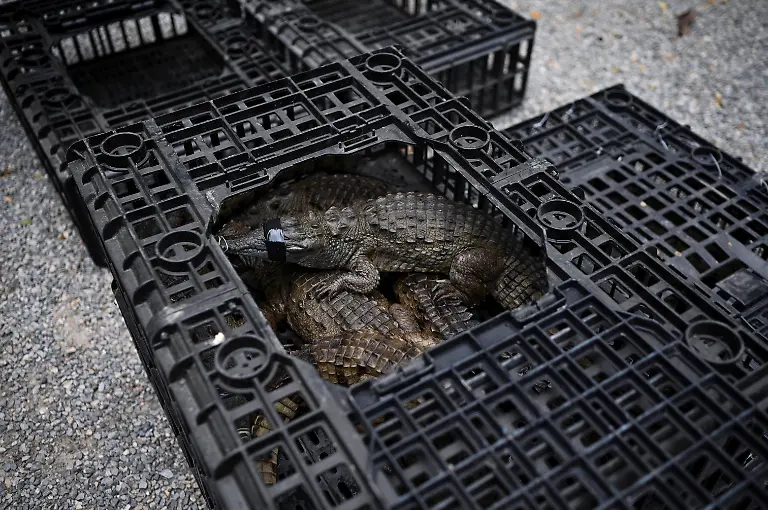 2025-05-19T110734Z-199909167-RC2H2EAWXJPS-RTRMADP-3-VENEZUELA-ORINOCO-CROCODILES