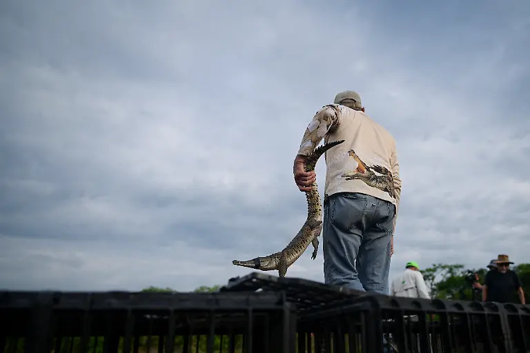 2025-05-19T110800Z-309479300-RC2GIEA0NHFM-RTRMADP-3-VENEZUELA-ORINOCO-CROCODILES