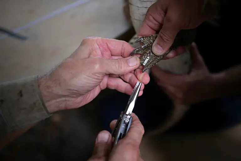 2025-05-19T110807Z-67976945-RC2I2EAXQU3N-RTRMADP-3-VENEZUELA-ORINOCO-CROCODILES