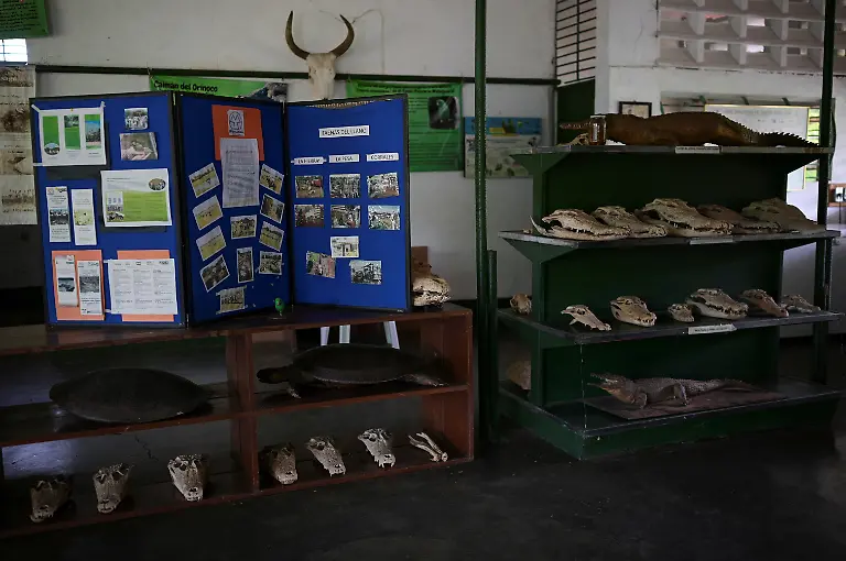 2025-05-19T110747Z-249050600-RC273EAR9SKD-RTRMADP-3-VENEZUELA-ORINOCO-CROCODILES