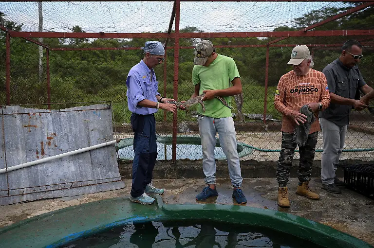 2025-05-19T110728Z-2118025535-RC2GIEAQNWWV-RTRMADP-3-VENEZUELA-ORINOCO-CROCODILES