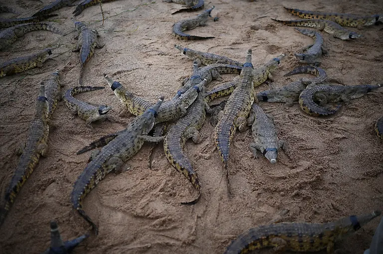 2025-05-19T110804Z-1111600806-RC2C4EAXAZ8S-RTRMADP-3-VENEZUELA-ORINOCO-CROCODILES