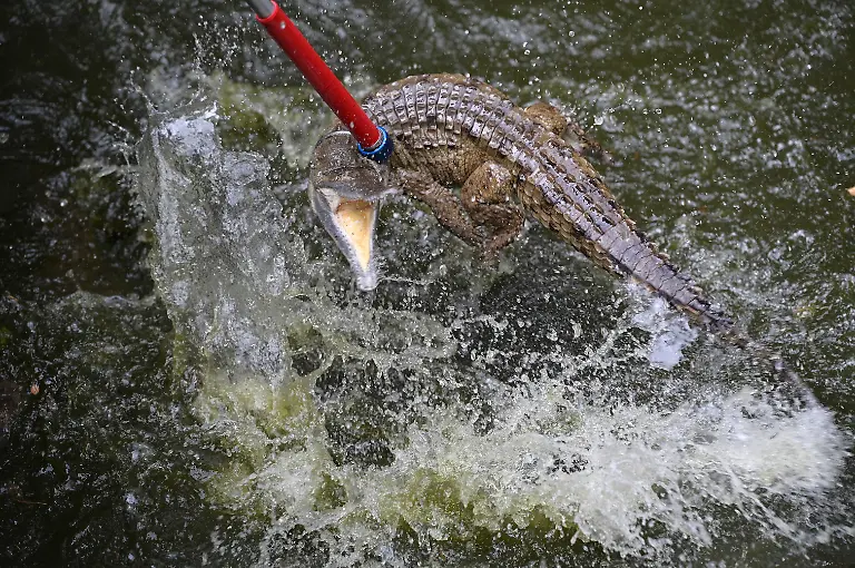 2025-05-19T110739Z-1722493134-RC2I2EAMGH90-RTRMADP-3-VENEZUELA-ORINOCO-CROCODILES