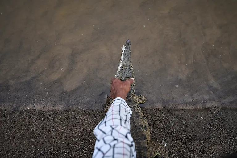 2025-05-19T110805Z-745537134-RC2C4EAHT8J5-RTRMADP-3-VENEZUELA-ORINOCO-CROCODILES