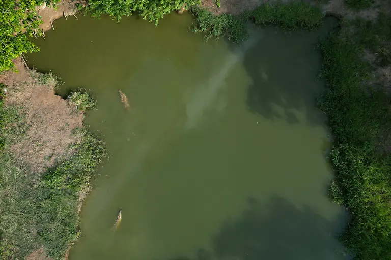 2025-05-19T110757Z-1387101127-RC2GIEA7NQ0J-RTRMADP-3-VENEZUELA-ORINOCO-CROCODILES