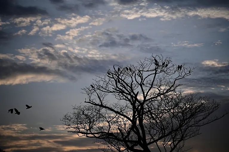 2025-05-19T110748Z-1459646221-RC2A4EAAYNMS-RTRMADP-3-VENEZUELA-ORINOCO-CROCODILES