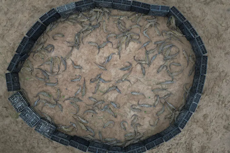 2025-05-19T110812Z-2001870910-RC284EAZ9JA0-RTRMADP-3-VENEZUELA-ORINOCO-CROCODILES