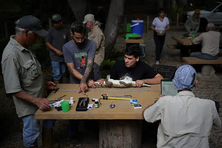 2025-05-19T110740Z-1249947572-RC2I2EAAJY4U-RTRMADP-3-VENEZUELA-ORINOCO-CROCODILES