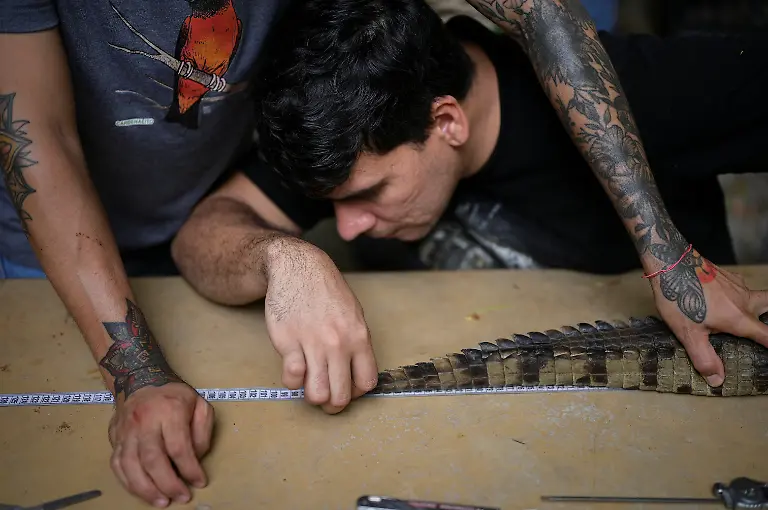 2025-05-19T110808Z-1662622713-RC2H2EAANU3U-RTRMADP-3-VENEZUELA-ORINOCO-CROCODILES