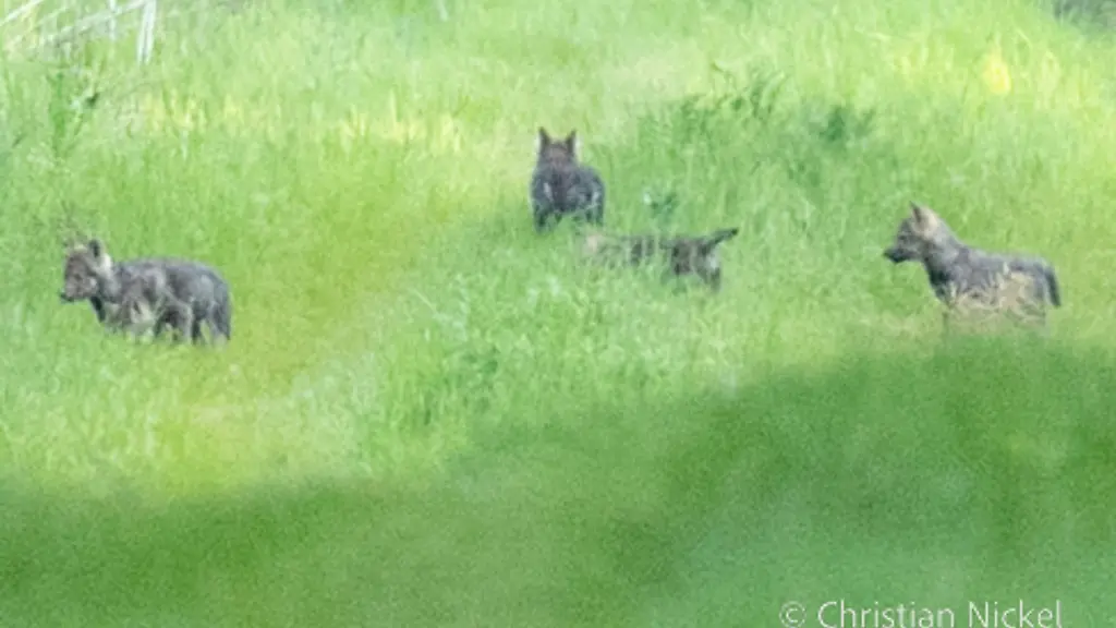 Entgegen-der-Prognose-haben-Jungtiere-des-Segeberger-Rudels-ohne-ihre-Mutter-ueberlebt