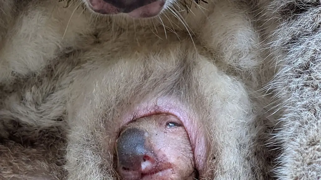 Koala-Junges-in-Dresden-blinzelt-erstmals-aus-dem-Beutel