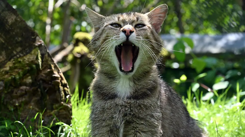 Das-Wildkatzendorf-Huetscheroda-gehoert-zu-einem-Natura-2000-Gebiet
