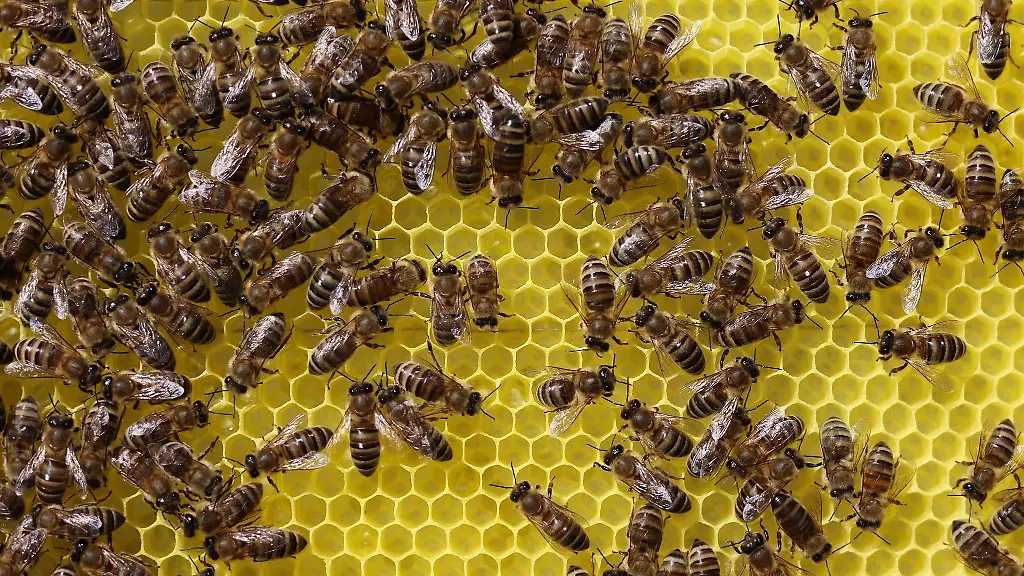 Die-Amerikanische-Fallbrut-kann-unter-Umstaenden-zum-Absterben-ganzer-Bienenvoelker-fuehren