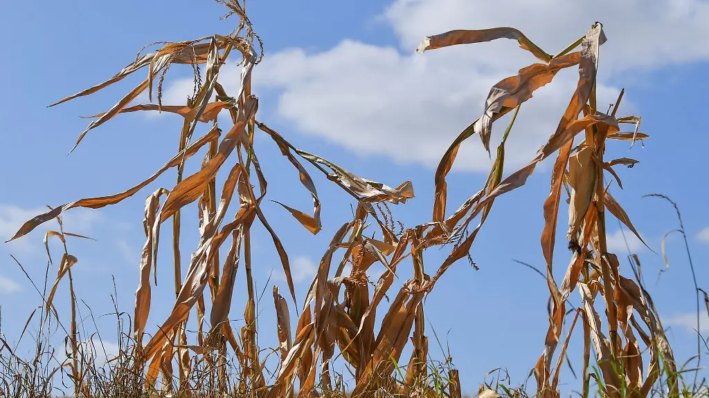Langfristige-Sommerprognosen-von-Wetterdiensten-zeigen-Tendenzen-liefern-aber-keine-konkreten-Vorhersagen-fuer-einzelne-Tage-oder-Wochen