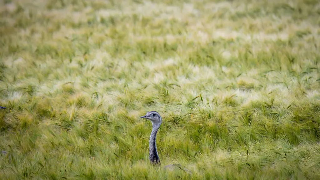 Wer-das-Tier-sieht-soll-sich-ihm-nicht-naehern