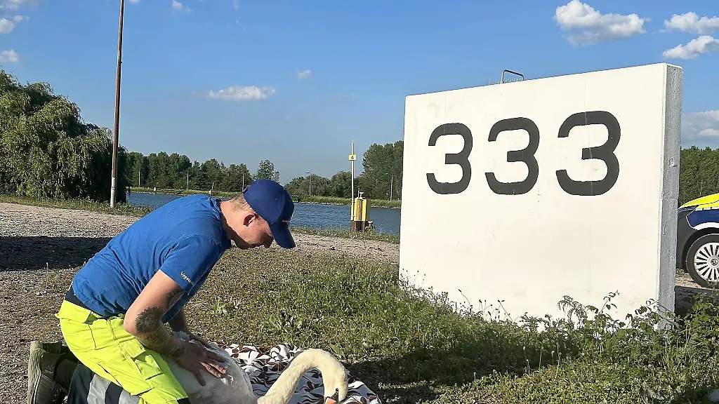 Der-Naturschutzwart-kuemmert-sich-um-den-Schwan