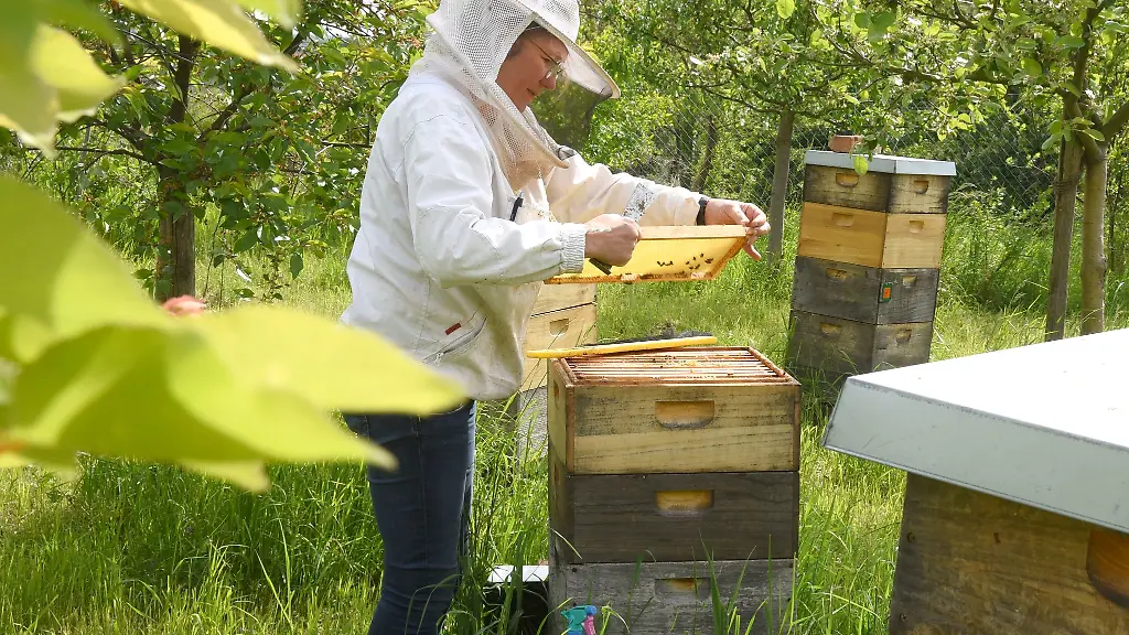 Alle-Haende-voll-zu-tun-Sachsens-Imker-muessen-ihren-Bienen-derzeit-viel-Zeit-widmen