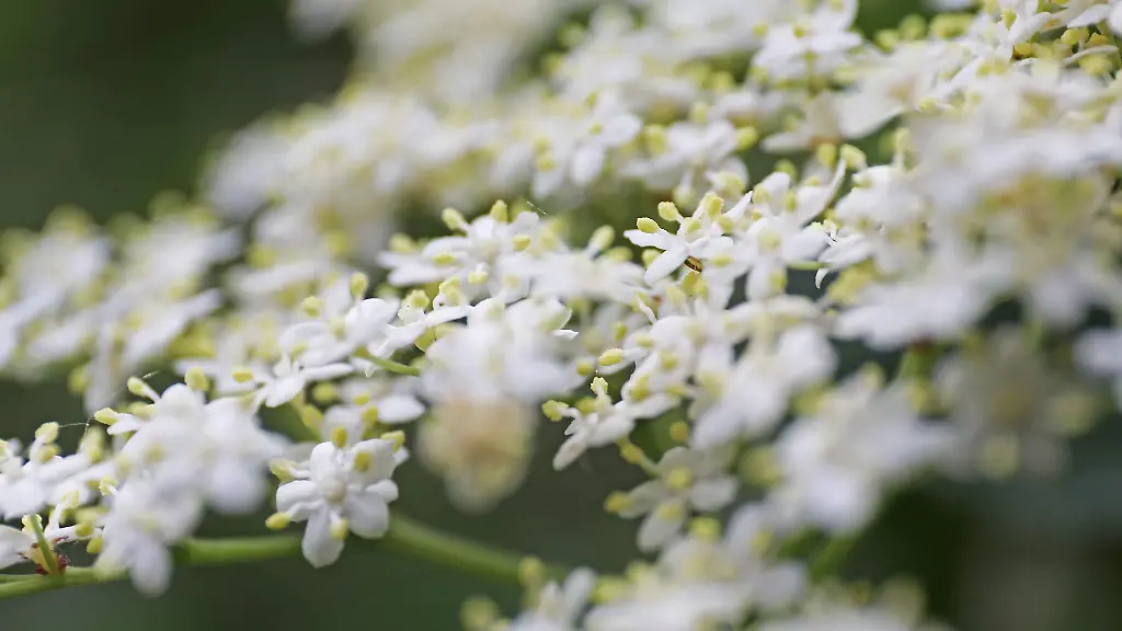 Holunder-blueht-in-einem-Wald-Bis-zur-Wochenmitte-bleibt-in-NRW-der-Regen-aus