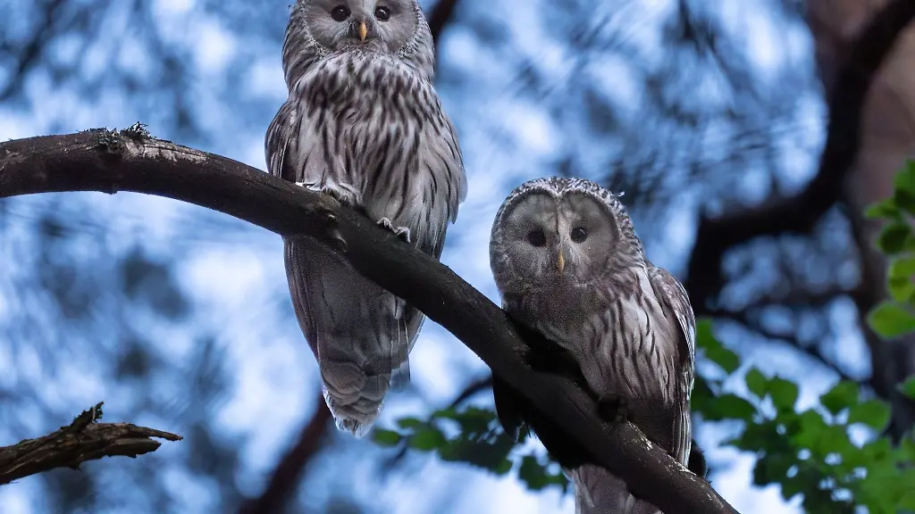 In-Nordostbayern-laeuft-ein-Wiederansiedlungsprojekt-fuer-Wildkaeuze-Nun-hat-ein-Vogelpaar-Nachwuchs