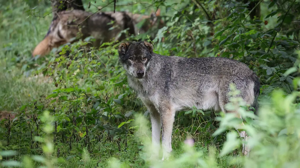 Mit-dem-neuen-Territorium-gibt-es-in-Thueringen-damit-fuenf-Gebiete-die-offiziell-als-Wolfsreviere-gelten