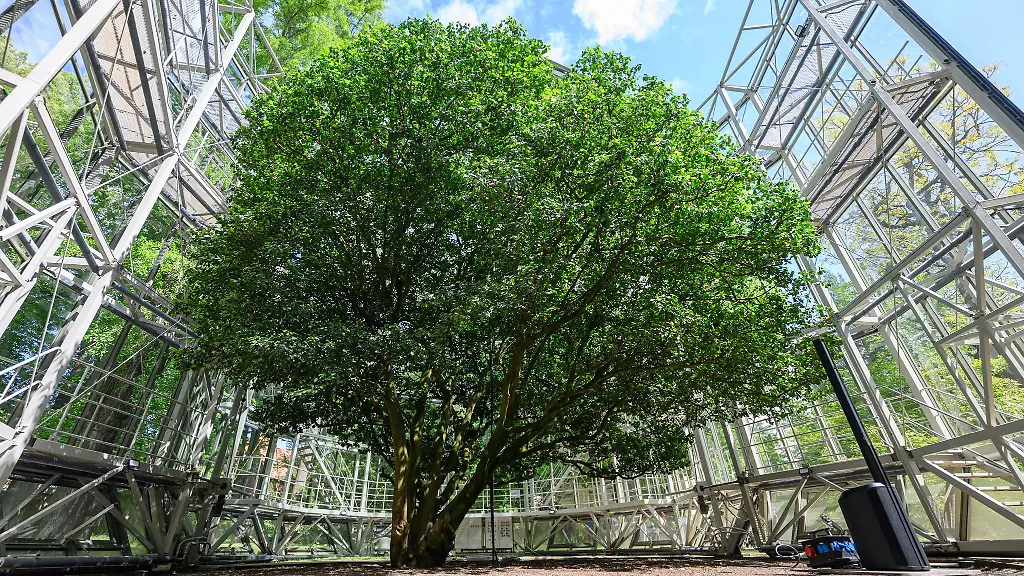 Die-Pillnitzer-Kamelie-wurde-von-ihrem-glaesernen-Winterhaus-befreit