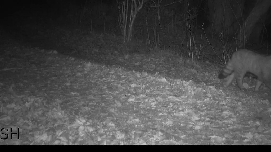 Die-Art-galt-im-Norden-lange-als-ausgestorben