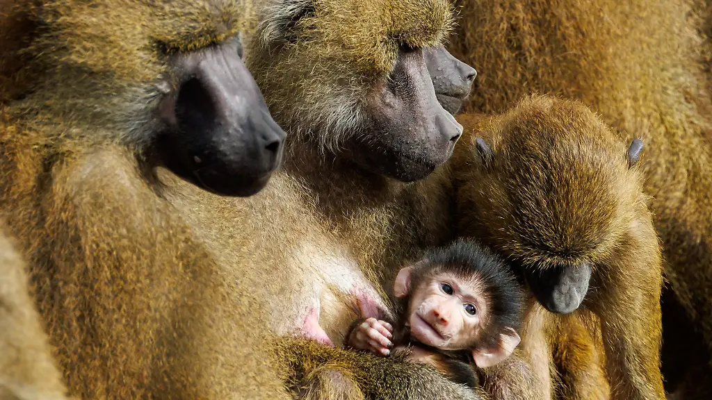 Der-Tiergarten-will-in-den-kommenden-Wochen-pruefen-wie-es-mit-den-Pavianen-weitergehen-koennte