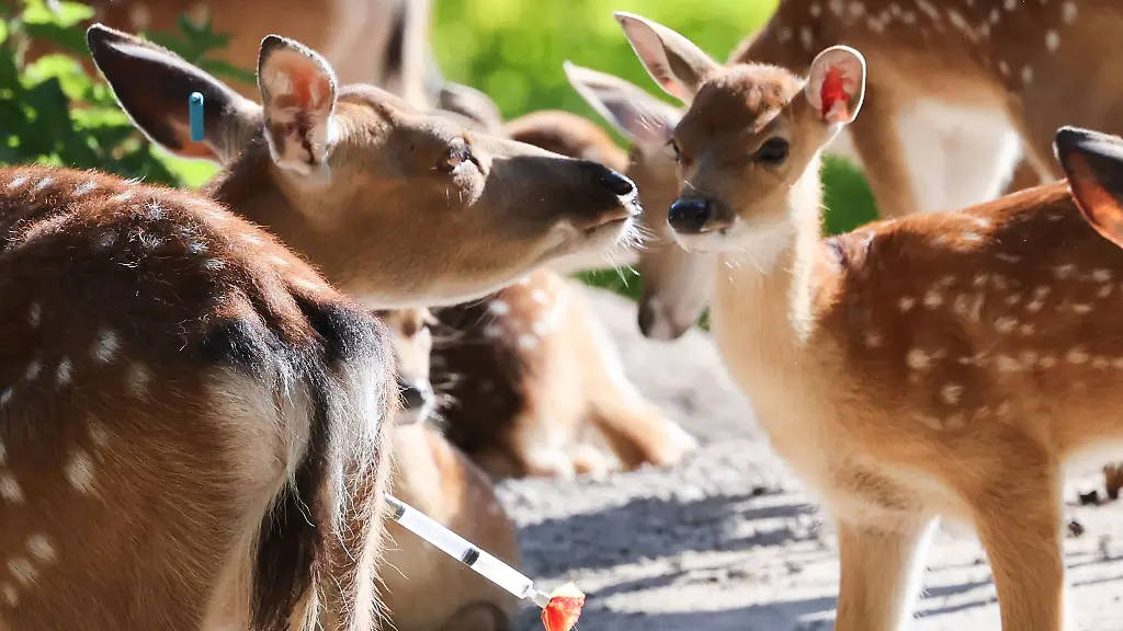Der-Tierpark-freut-sich-wieder-ueber-viel-Nachwuchs-bei-den-Sikahirschen