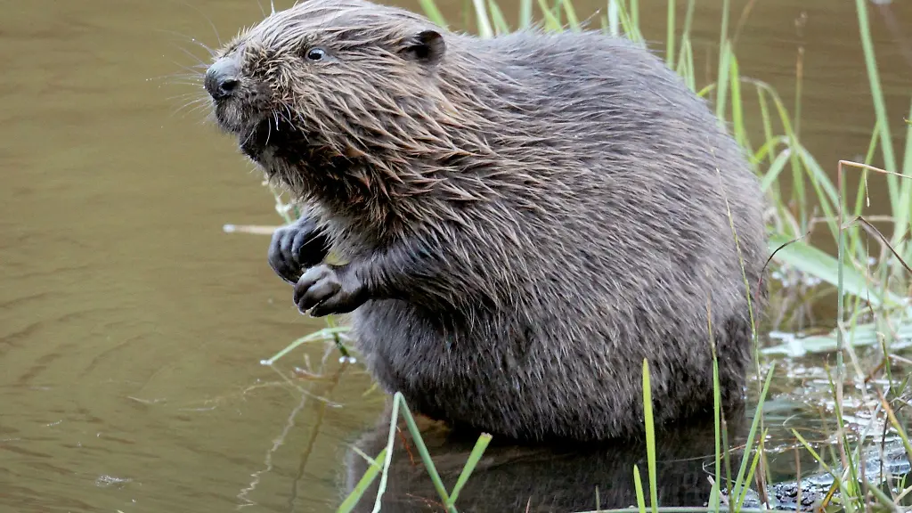 Biber-haben-sich-stark-vermehrt-Rund-22-000-Tiere-leben-laut-Umweltministerium-in-Bayern