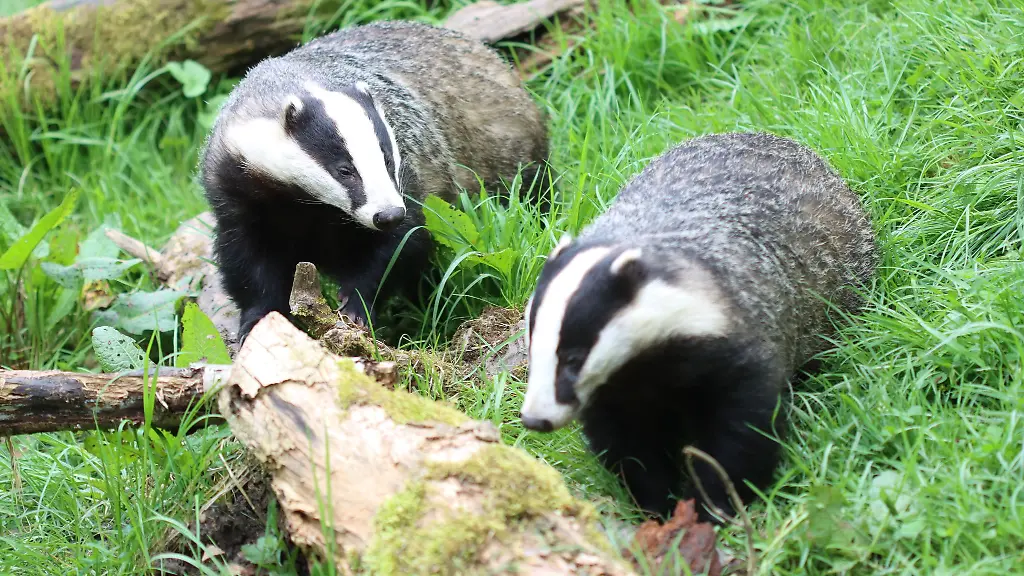 An-den-Bahngleisen-bei-Scharbeutz-wurden-Dachsbauten-gefunden-und-deshalb-faehrt-erstmal-kein-Zug-mehr