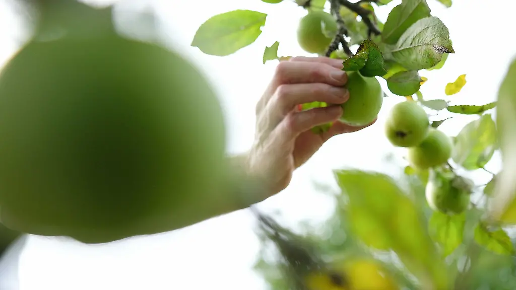 Mehrere-Apfelbaeume-haben-Diebe-in-Schorndorf-aus-einem-Garten-gestohlen