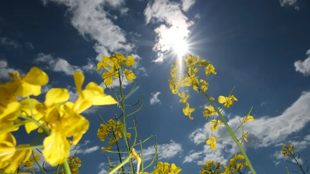 Viel-Sonne-und-fruehsommerliche-Temperaturen-werden-in-den-naechsten-Tagen-fuer-Hessen-vorhergesagt