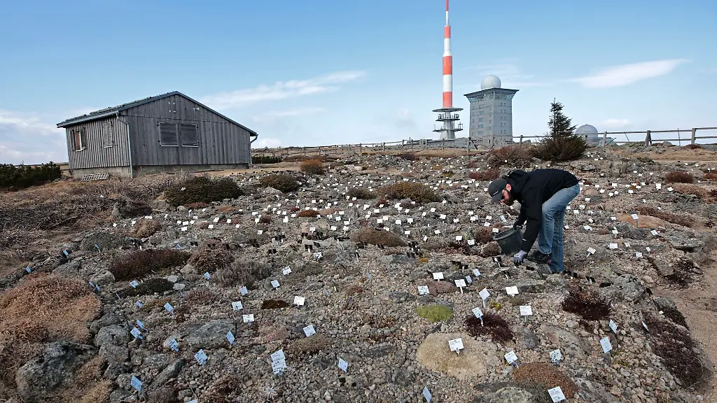 Im-Botanischen-Garten-des-Nationalparks-Harz-auf-dem-Brocken-wachsen-etwa-1-500-Hochgebirgspflanzen-aus-aller-Welt